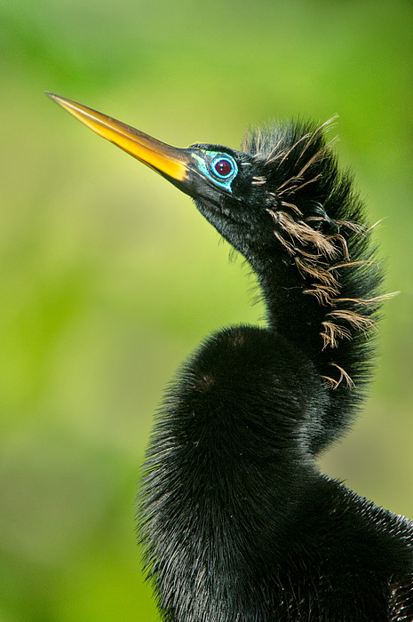Anhinga Art for Sale