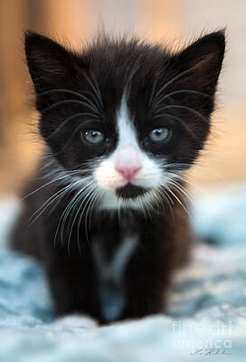 Wall Art - Photograph - Black and white Kitten by Iris Richardson