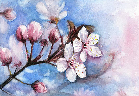 Wall Art - Painting - Cherry Blossoms #1 by Olga Shvartsur