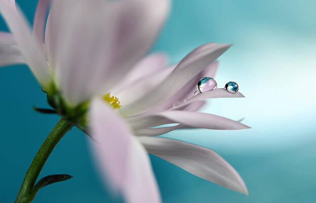 Wall Art - Photograph - In Turquoise Company #1 by Heidi Westum