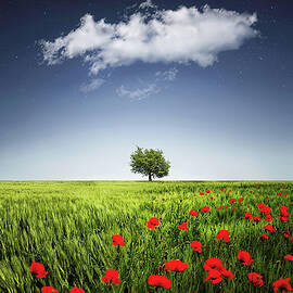 Lone tree a poppies field by Bess Hamiti