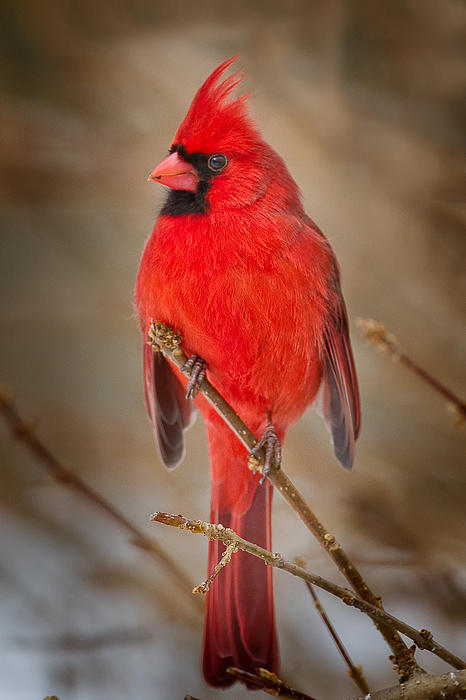 Cardinal Art for Sale