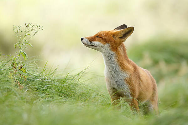 Wall Art - Photograph - Zen Fox Series - Zen Fox by Roeselien Raimond