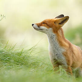 Animal Photographs