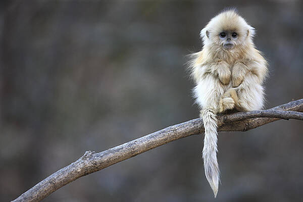 Wall Art - Photograph - Golden Snub-nosed Monkey  by Cyril Ruoso