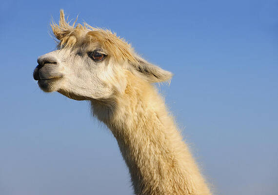 Wall Art - Photograph - Alpaca by Skip Hunt