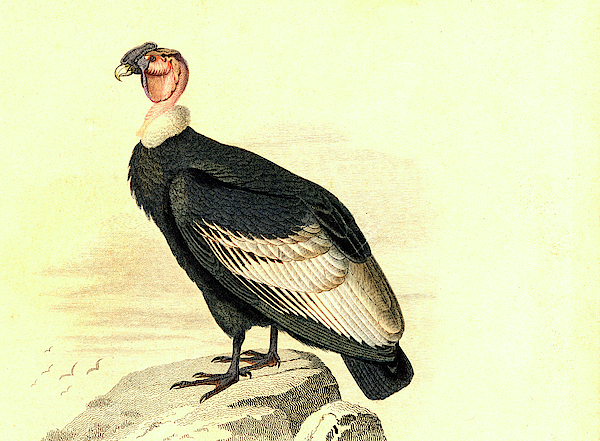 Condor Art for Sale