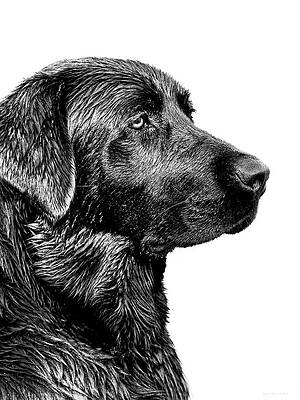 Wall Art - Photograph - Black Labrador Retriever Dog Monochrome by Jennie Marie Schell