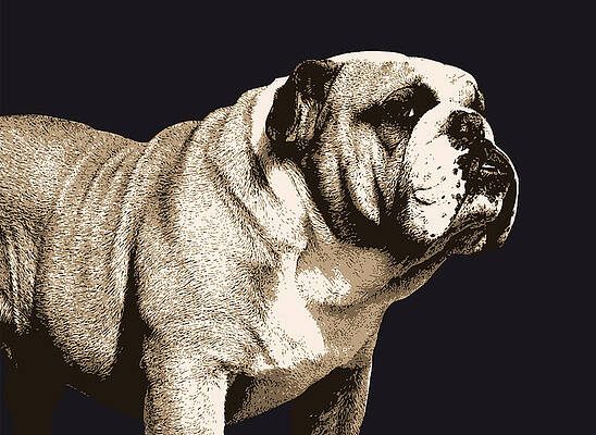 Wall Art - Digital Art - Bulldog Spirit by Michael Tompsett