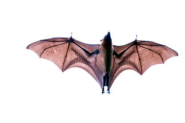 Bats Art for Sale