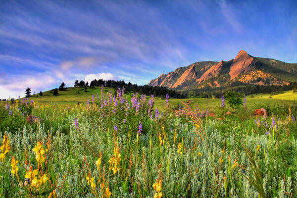 Wall Art - Photograph - Colorado Wildflowers by Scott Mahon