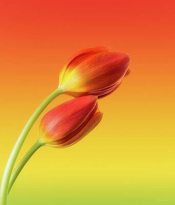 Wall Art - Photograph - Colorful Tulips by Wim Lanclus