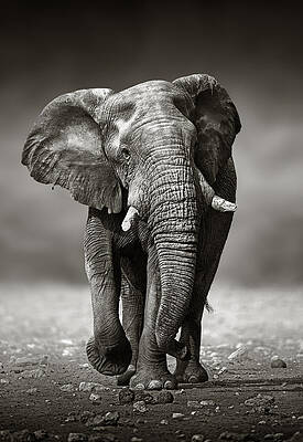 Wall Art - Photograph - Elephant approach from the front by Johan Swanepoel