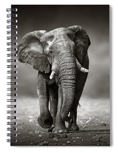 Elephant Approach From The Front Spiral Notebook