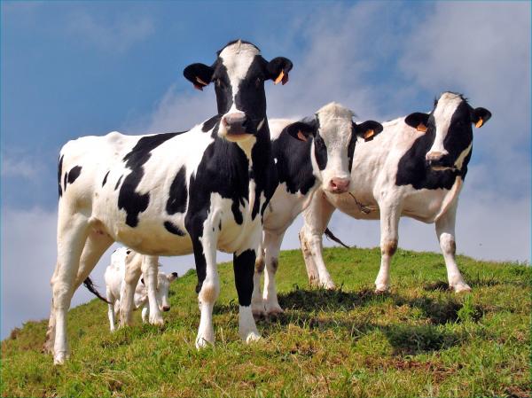 Cows Art for Sale