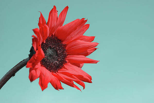 Wall Art - Photograph - Floral Energy by Aimelle Ml