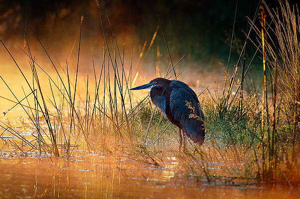 Wall Art - Photograph - Goliath heron with sunrise over misty river by Johan Swanepoel