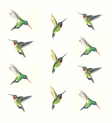 Wall Art - Painting - Hummingbirds Number 2 by Michael Vigliotti