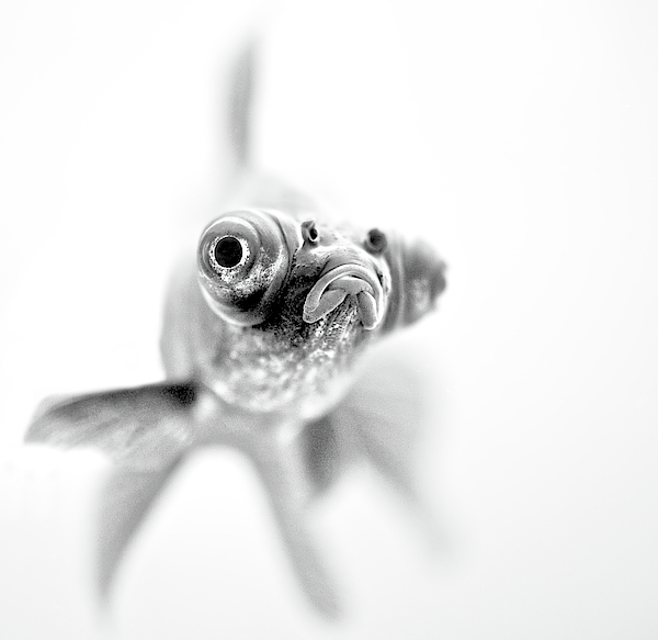 Fish Art for Sale