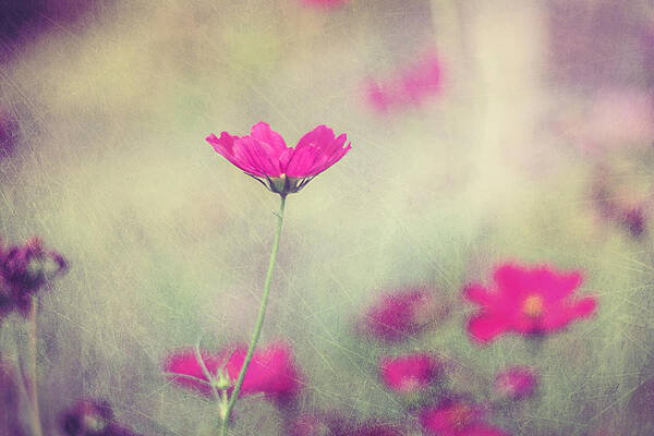 Wall Art - Photograph - Ingrid's Garden by Amy Tyler