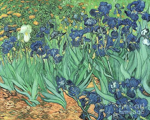 Wall Art - Painting - Irises by Vincent Van Gogh by Vincent Van Gogh