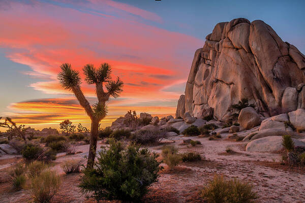 Wall Art - Photograph - Joshua Tree Sunset by Peter Tellone