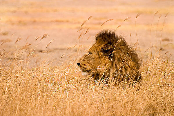 Wall Art - Photograph - King of The Pride by Adam Romanowicz