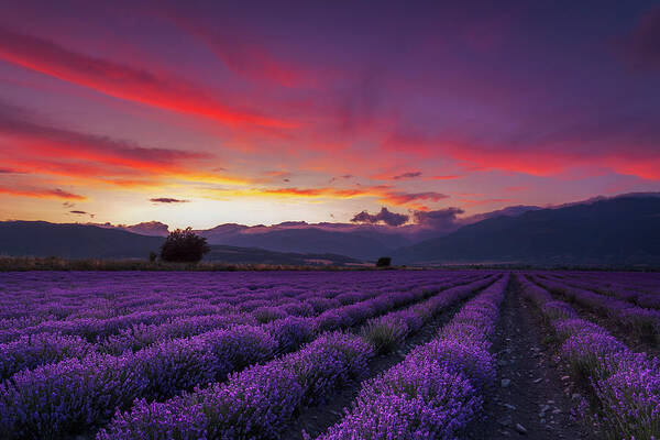 Wall Art - Photograph - Lavender Season by Evgeni Dinev