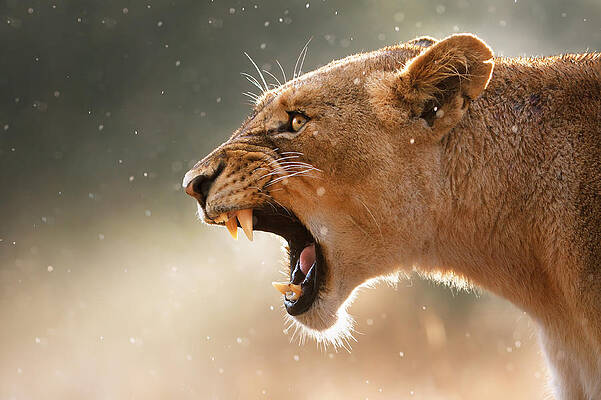 Wall Art - Photograph - Lioness displaying dangerous teeth in a rainstorm by Johan Swanepoel
