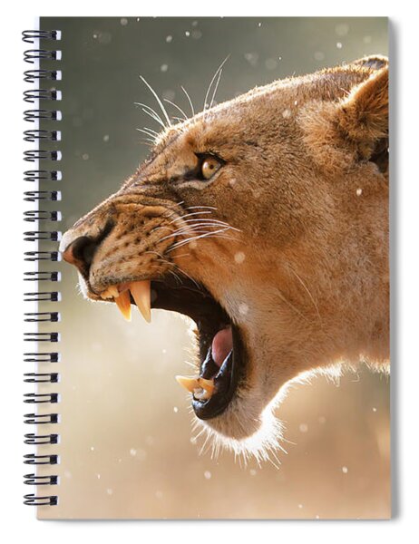 Lioness Displaying Dangerous Teeth In A Rainstorm Spiral Notebook