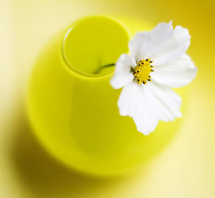 Wall Art - Photograph - Little Yellow Vase by Rebecca Cozart