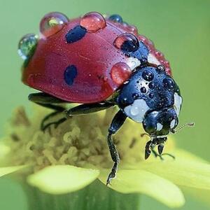 Macro Photography Art Competition