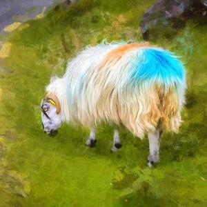 Sheep Photography Art Competition
