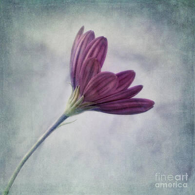 Wall Art - Photograph - Looking For You by Priska Wettstein