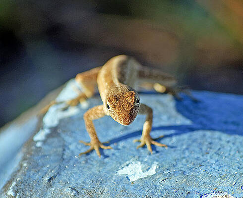 Wall Art - Photograph - Mini Attitude by Kenneth Albin