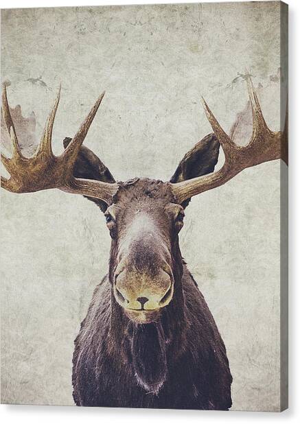 Moose Canvas Print