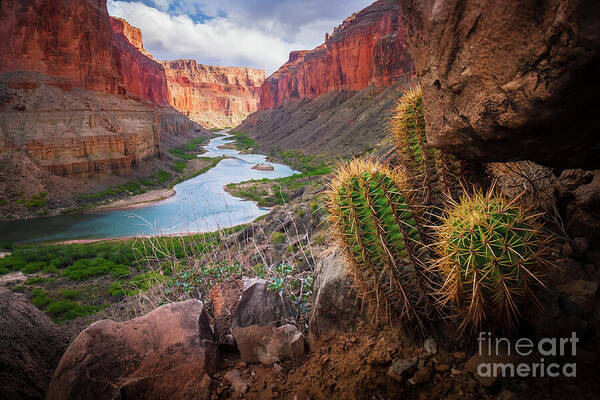 Wall Art - Photograph - Nankoweap Cactus by Inge Johnsson