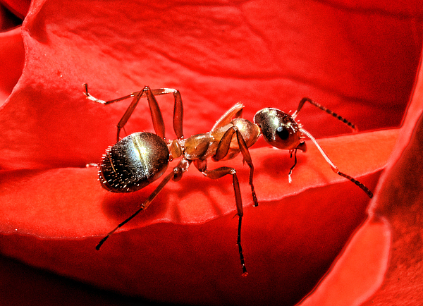 Ant Art for Sale