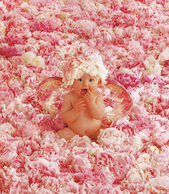 Wall Art - Photograph - Peony Angel by Anne Geddes