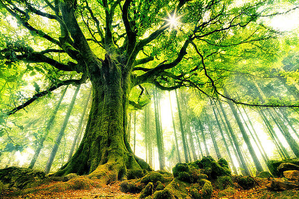 Wall Art - Photograph - Ponthus' Beech by Christophe Kiciak