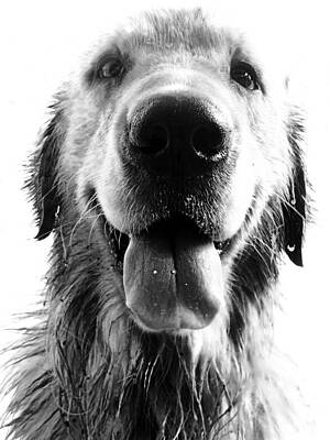 Wall Art - Photograph - Portrait of a Happy Dog by Osvaldo Hamer