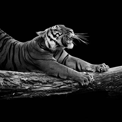Wall Art - Photograph - Portrait of Tiger in black and white by Lukas Holas