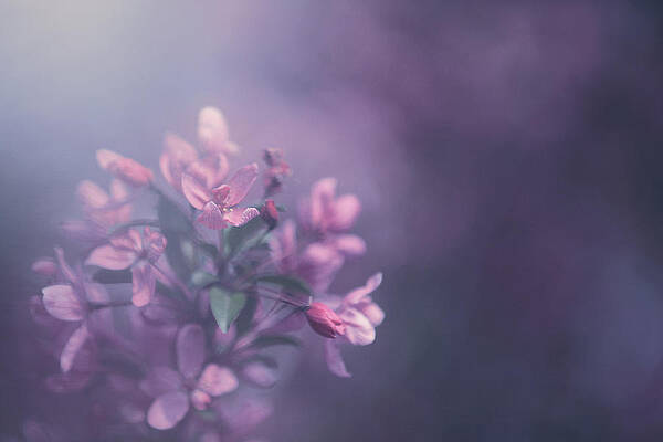 Wall Art - Photograph - Purple by Carrie Ann Grippo-Pike