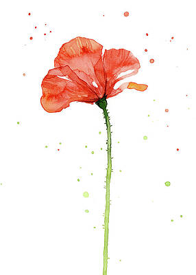 Wall Art - Painting - Red Poppy Flower by Olga Shvartsur