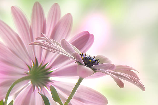 Daisy Art for Sale