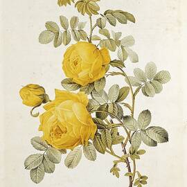 Flower Drawings