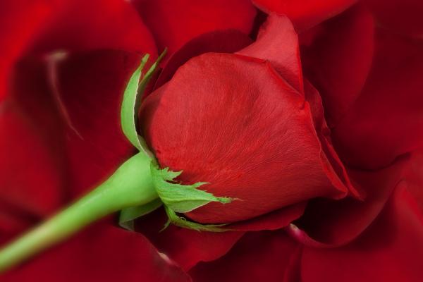 Roses Art for Sale