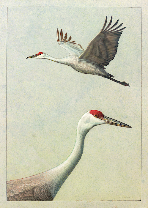 Crane Art for Sale