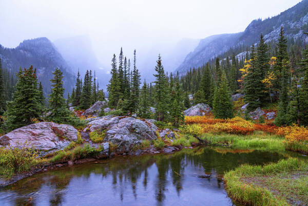 Wall Art - Photograph - Saturated Forest by Chad Dutson