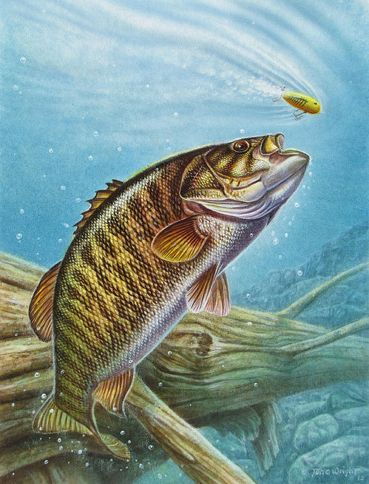 Bass Art for Sale